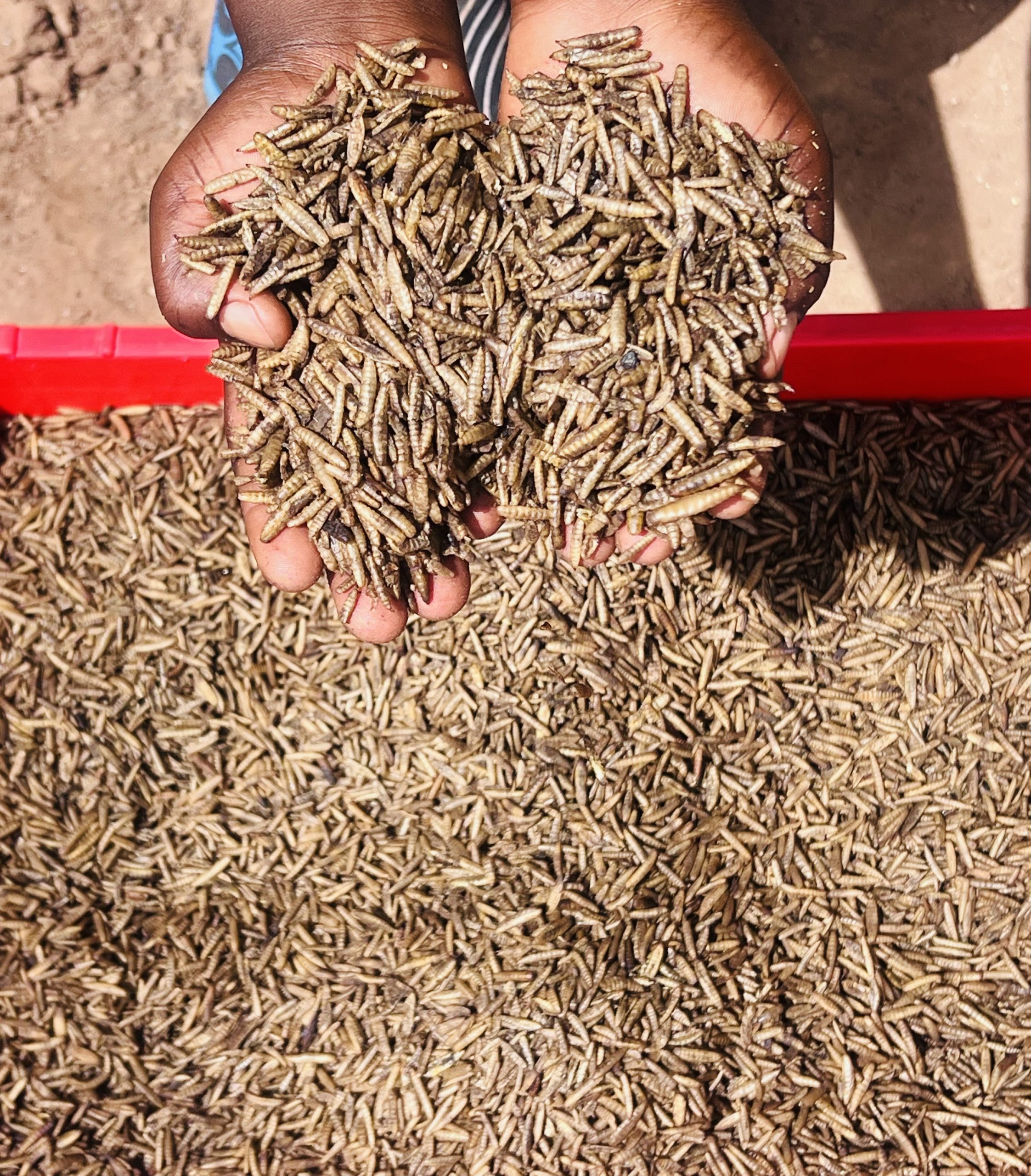 Fish Feed