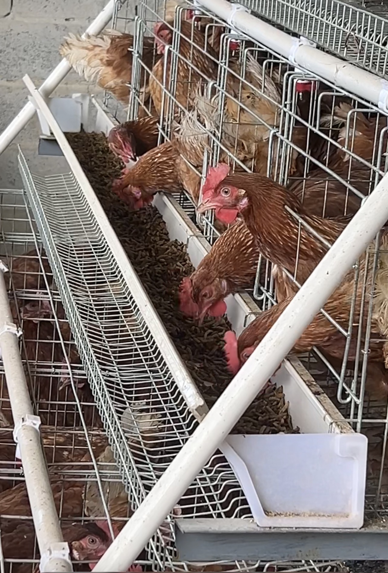 Poultry Feed