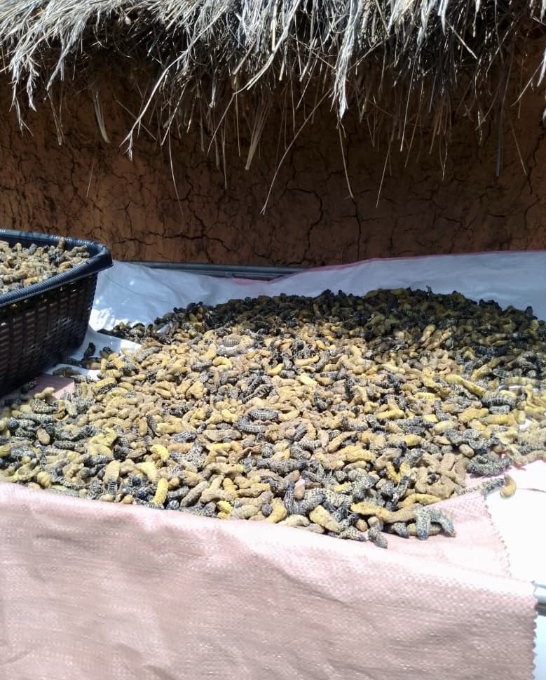 Mopane worms